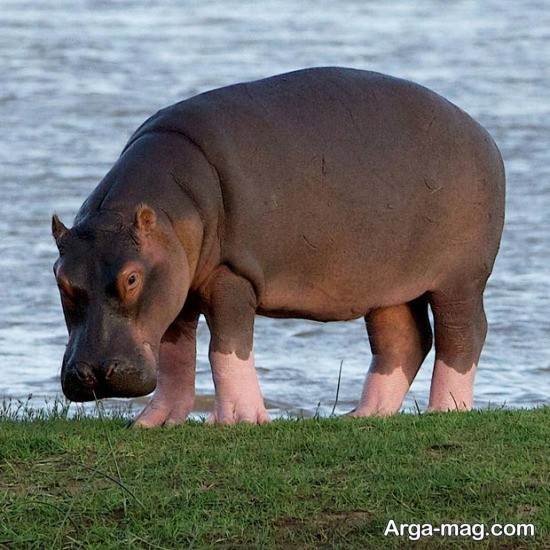  عکس های زیبا و جالب از اسب آبی