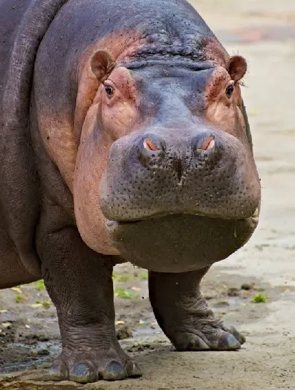 عکس اسب آبی زیبا