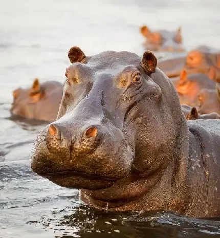  عکس اسب آبی زیبا