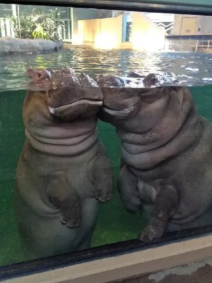  عکس اسب آبی زیبا