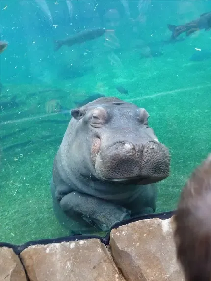  عکس اسب آبی زیبا