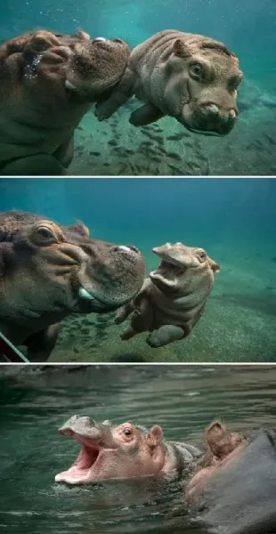  عکس اسب آبی زیبا