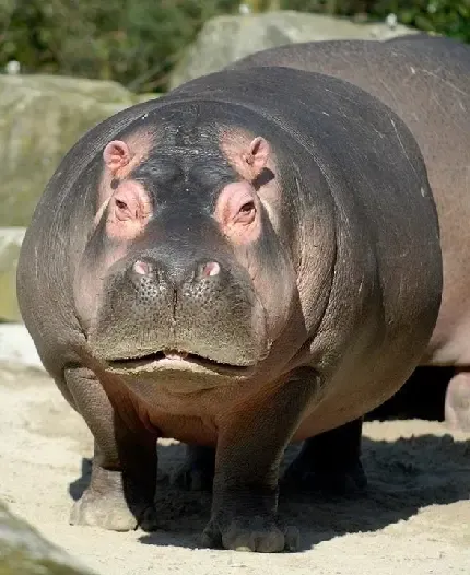  عکس اسب آبی زیبا