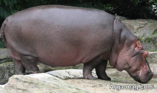  عکس اسب آبی واقعی