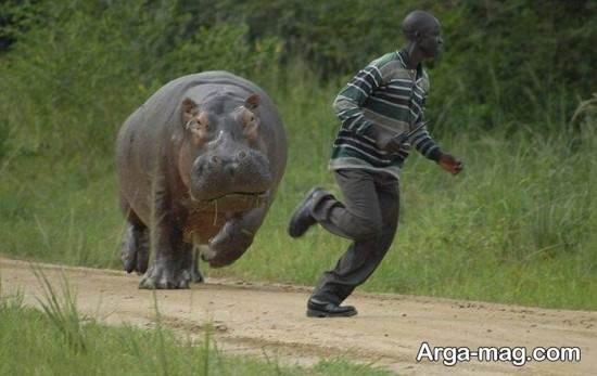  عکس اسب آبی واقعی