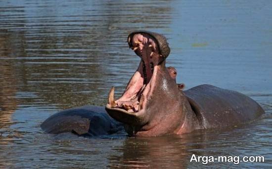  عکس اسب آبی واقعی