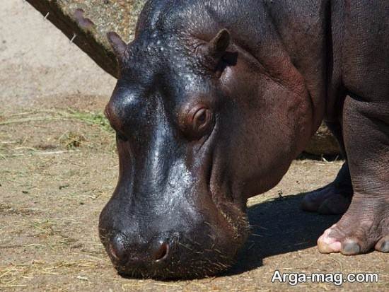  عکس اسب آبی واقعی