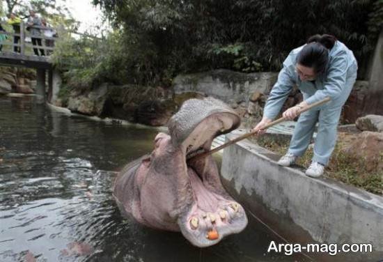  عکس اسب آبی واقعی