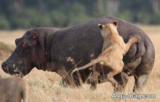  عکس اسب آبی واقعی