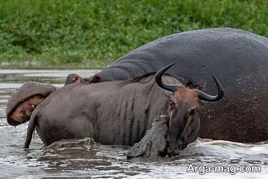  عکس اسب آبی واقعی