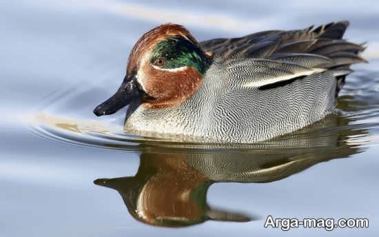  عکس مرغابی های زیبا و دوست داشتنی