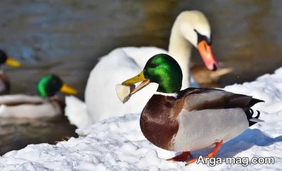  عکس مرغابی های زیبا و دوست داشتنی