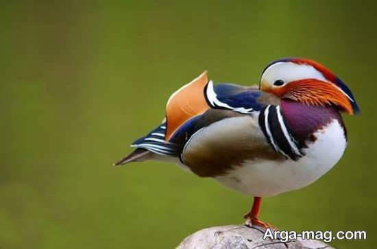  عکس مرغابی های زیبا و دوست داشتنی