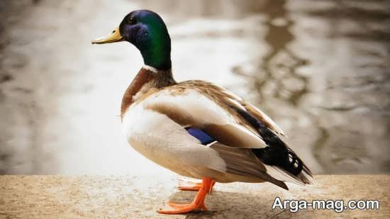  عکس مرغابی های زیبا و دوست داشتنی