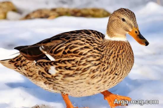  عکس مرغابی های زیبا و دوست داشتنی