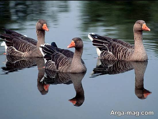  عکس مرغابی زیبا