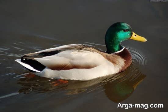  عکس مرغابی زیبا