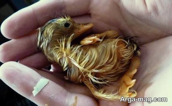  عکس مرغابی زیبا