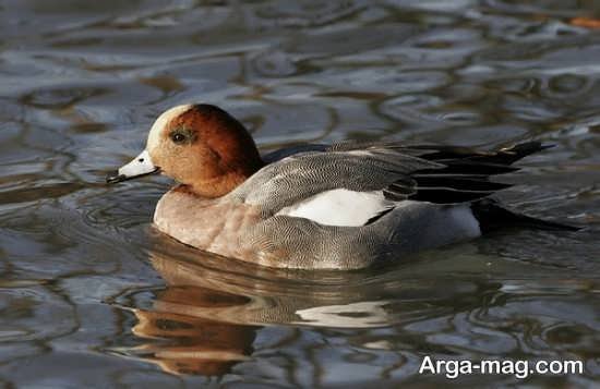  عکس مرغابی زیبا
