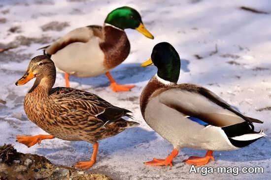  عکس مرغابی زیبا