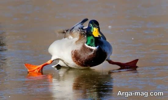  عکس مرغابی زیبا