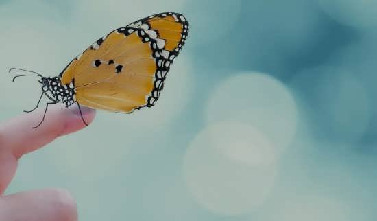  عکس پروانه های زیبا برای پروفایل