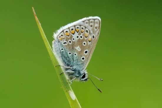  عکس پروانه های زیبا برای پروفایل