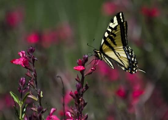  عکس پروانه های زیبا برای پروفایل