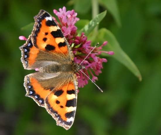  عکس پروانه های زیبا برای پروفایل