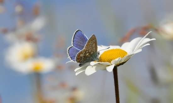  عکس پروانه های زیبا برای پروفایل