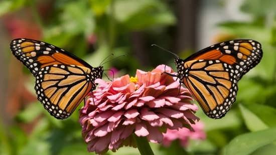  عکس پروانه های زیبا برای پروفایل