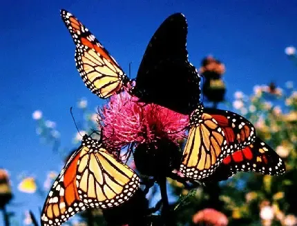 تصویر زیبای از پروانه ها