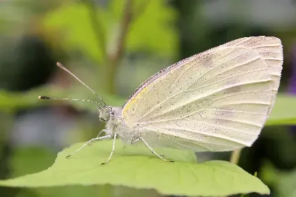  تصویر زیبای از پروانه ها