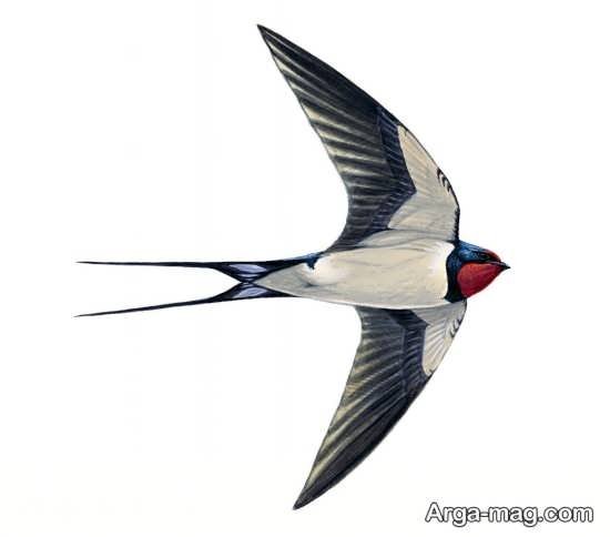 عکس پرنده پرستو های زیبا