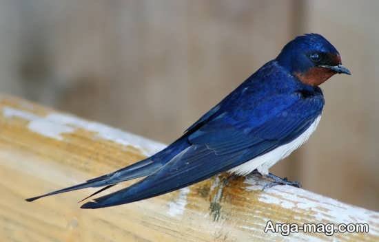  عکس پرنده پرستو های زیبا