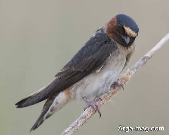  عکس پرستوی مهاجر