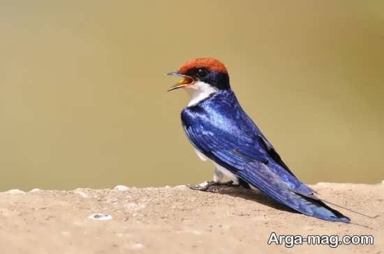  عکس پرستوی مهاجر