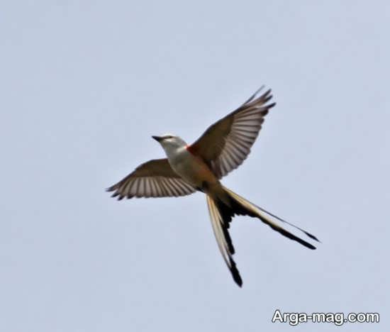  عکس پرستوی مهاجر