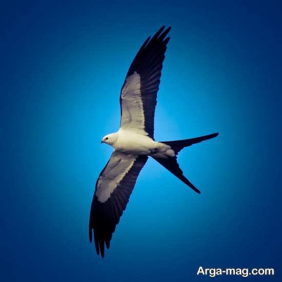  عکس پرستوی مهاجر