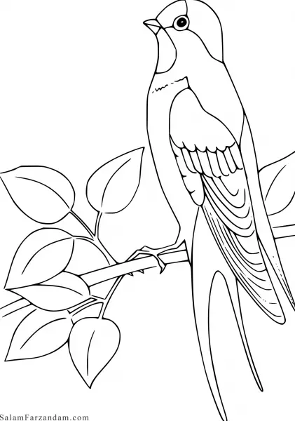  عکس پرستو برای نقاشی