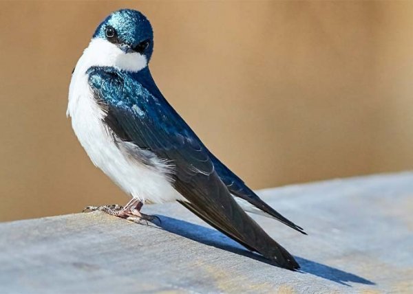 عکس انواع پرستوها