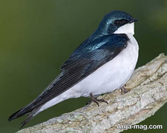  عکس انواع پرستوها