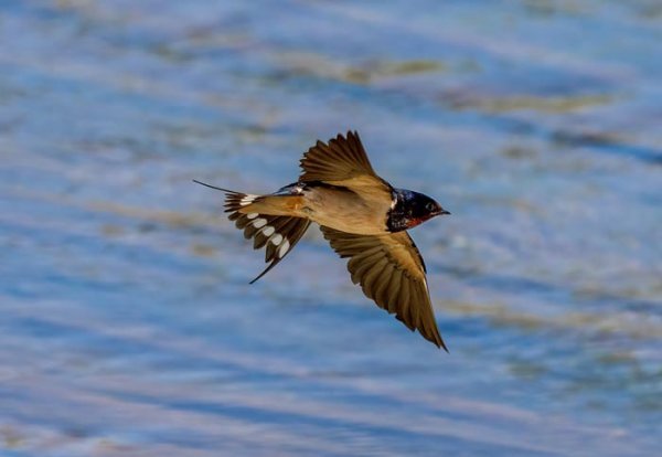  عکس انواع پرستوها