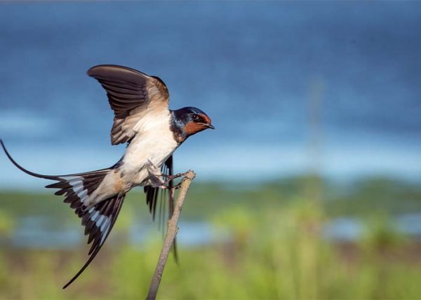  عکس انواع پرستوها