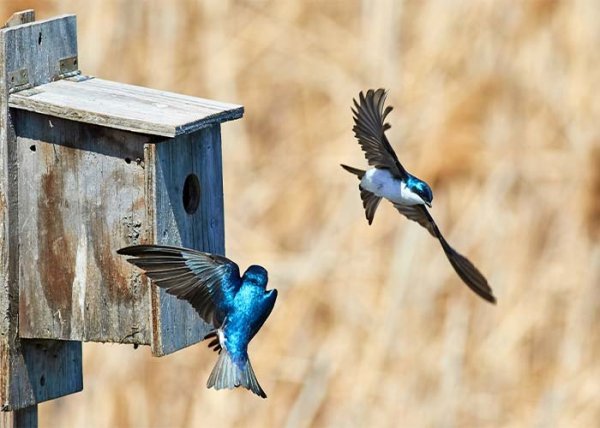  عکس انواع پرستوها