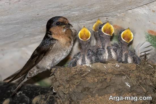  عکس انواع پرستوها