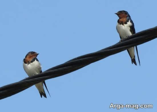 عکس پرستو واقعی