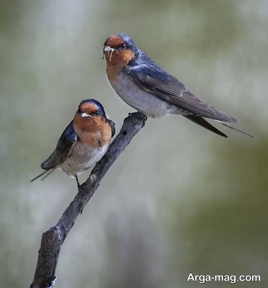 عکس پرستو واقعی