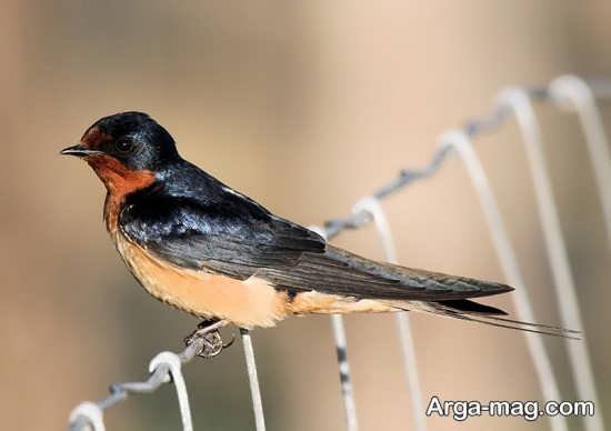 عکس پرستو واقعی