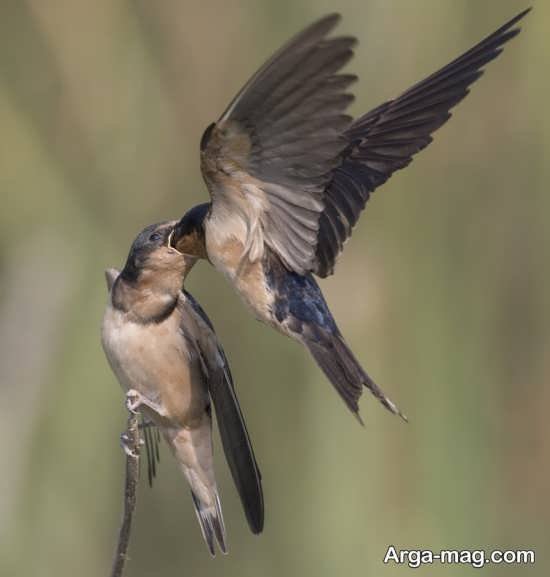 عکس پرستو واقعی